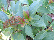 Viburnum davidii